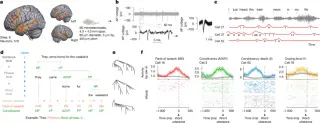 Neurons Map the Cellular Grammar of Human Language