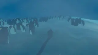 Penguin Colony: A Lovecraftian Satire on Colonialism and Inaction