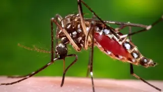 Florida among the frontlines as dengue-carrying mosquitoes broaden their US footprint