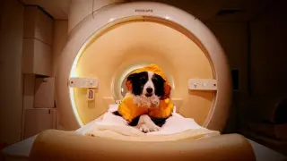 Dog Brains Read Human Emotions, Distinguishing Happy, Fear, and Anger