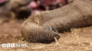 Kenya probes cyanide-linked elephant deaths as four suspects are arrested
