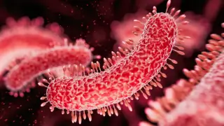 Sexually Transmitted Shigella Emerges as Major Public Health Threat in US and UK