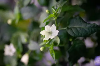 Space-Grown Hatch Chilies Reveal Straight Pedicels in Microgravity