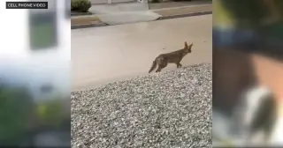 Los Angeles officials euthanize coyote after toddler injured in Atwater Village