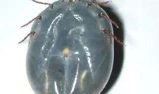 China Identifies New Tick-Borne Virus Linked to Severe Fever and Fatality