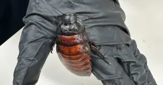 Australia hits record exotic bug bust: 100,000 illegal cockroaches seized
