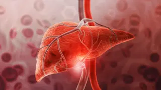 GDF15 protects the liver from inflammation without weight loss via brain-to-liver signaling