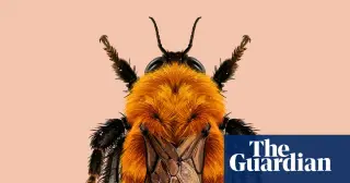 Patagonian giant bumblebee fights for survival amid invasive rivals