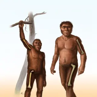 Early Homo Embraced Terrestrial Walking by 1.8 Million Years Ago