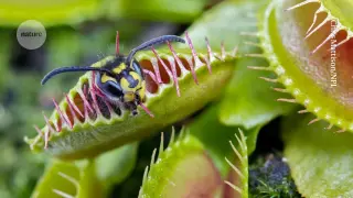 Softening outer cells trigger Venus flytraps’ ultrafast snap