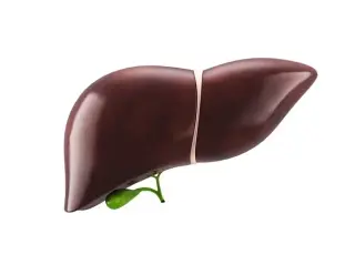 Young-onset MASLD cirrhosis tied to genetics and diabetes, study finds