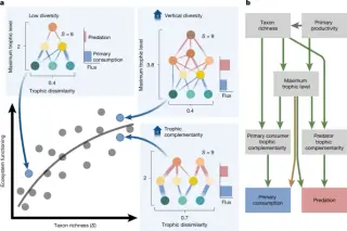 Food-web complexity magnifies biodiversity's control of ecosystem functioning