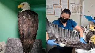 Rescued Bald Eagle Jackie Fights for Life After Inter-Eagle Clash