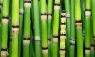 Ancient horsetail reveals space-like water isotopes, reshaping climate clues