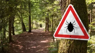 Tick season poised to break records as bite numbers climb nationwide