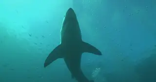 Orcas Tied to South Africa's Vanishing Great White Sharks, Stirring Conservation Debate