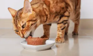 New Scents Reignite Feline Appetite, Study Shows