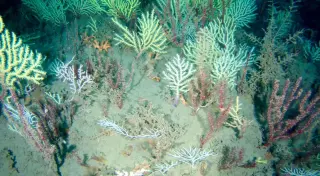 Rediscovered West African Reef Teems With Life