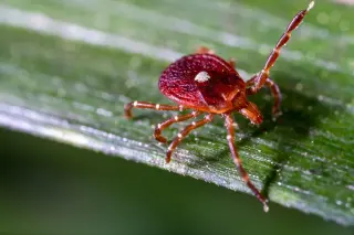 Bourbon virus reappears in New York, spotlighting diagnostic gaps amid tick season