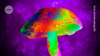 Psilocybin halts chemotherapy-induced nerve pain in mice
