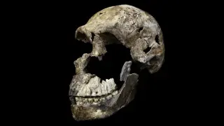 Tooth proteins hint Homo naledi at Rising Star may have been all female