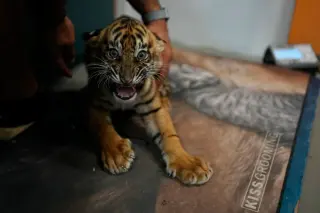 Homeric Names Bring Fresh Hope to Endangered Tigers