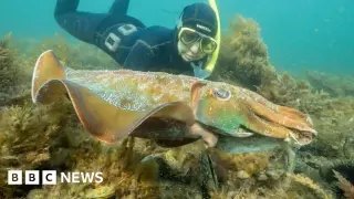Silent season: record-low mating for Australia's giant cuttlefish amid toxic bloom