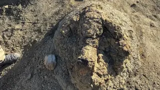 Fossil trackway in North Dakota reveals T. rex walked at a brisk human pace