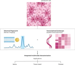 RamanOmics maps the chemical landscape of cellular aging