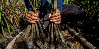Mangroves Stage a Global Comeback, Shielding Coasts and Climate