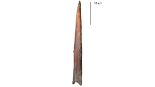 Oldest Weapon Unearthed: 400,000-Year-Old Clacton Spear Points the Way