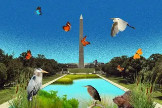 Nature-powered fix could clear the Reflecting Pool's algae