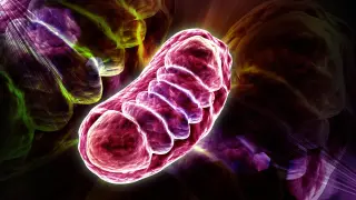 Leucine Protects Mitochondrial Proteins to Boost Cellular Energy