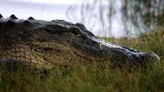 Florida fisherman Steven Hamilton killed by 12-foot alligator in second fatal attack of 2026