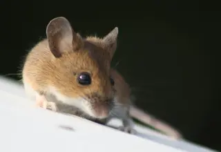 New genetic tools map the complete lineage of mouse embryonic development