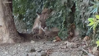 Wildlife Teams Tranquilize and Relocate Mountain Lion Spotted in San Dimas