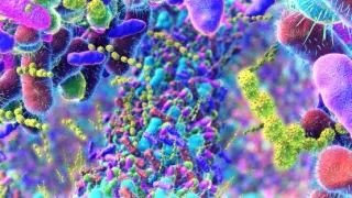 Systemic antifungal therapy reshapes the gut microbiome in some IBD patients