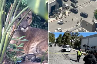 Santa Monica Mountain Lion Tranquilized and Relocated After Hours-Long Neighborhood Sighting