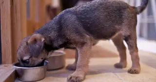 Salmonella recall hits 11 states for Oma’s Pride Woof Complete dog food
