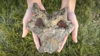 Ancient European stegosaur skull redefines dinosaur evolution