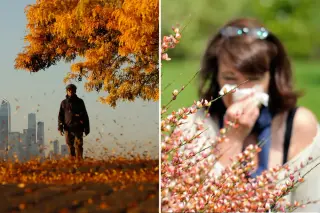 Distinguishing Fall Allergies from Colds: Key Symptom Differences and Warning Signs