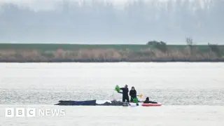 Air Cushions Target New Chance to Free Timmy the Stranded Humpback in Germany