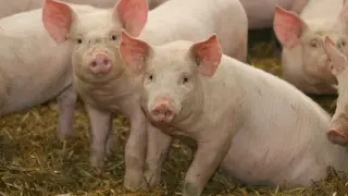 Minnesota Team Revives Pig Kidneys Frozen for a Year, Hinting at Future Organ Banks