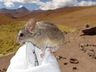 Andean Leaf-Eared Mouse Defies the Death Zone With Detox Adaptations