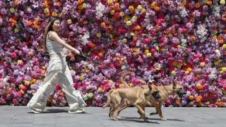 The Solo Economy: How China’s $1 Trillion Loneliness Market Signals a Global Shift