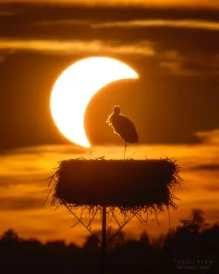 Silent Skies: How Animals Respond to a Total Solar Eclipse