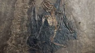 Genomic analysis places bat origins in Europe 65 million years ago