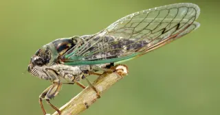 Prime Cycles: How 13- and 17-Year Cicadas Outsmart Predators
