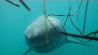 Drone Filmmaker Carlos Gauna Releases 13-Minute Silent Great White Shark Compilation