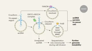 TA Repeats Expose a Structural Weakness in Cancer’s Extrachromosomal DNA